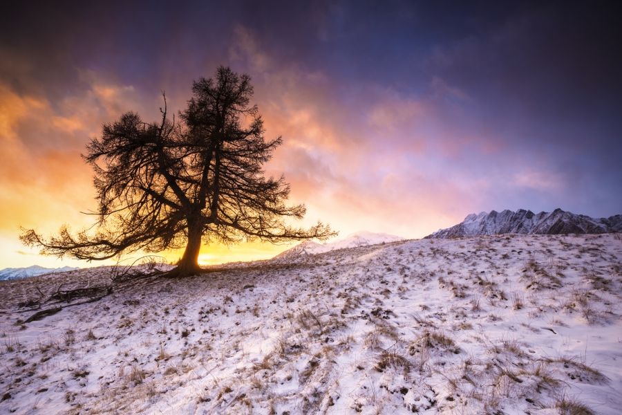 Albero solitario durante un tramonto invernale, Valtellina