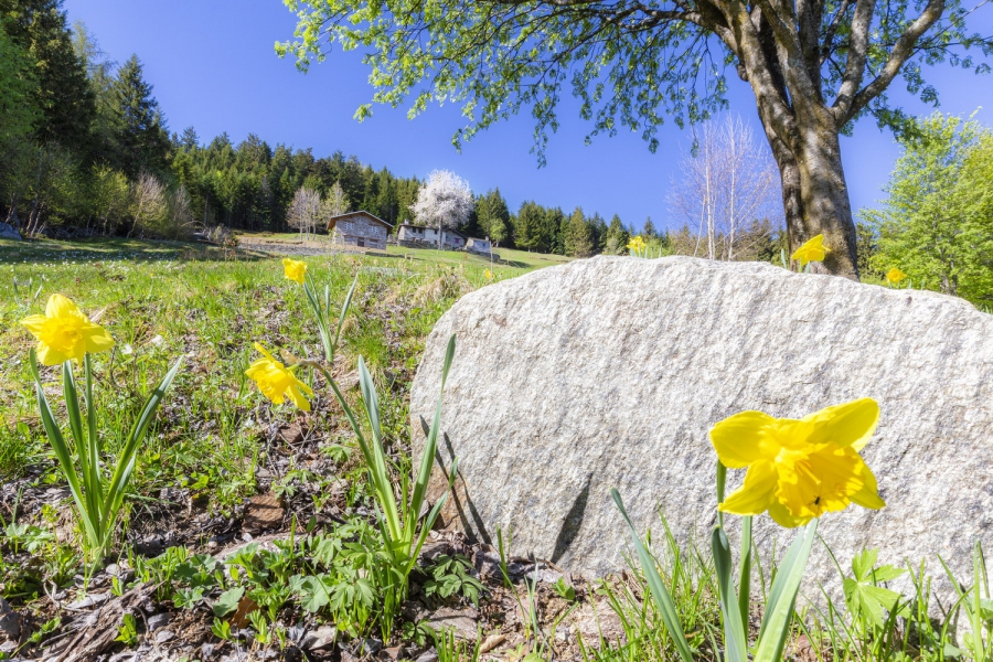 Fioritura di narcisi sulle Orobie Valtellinesi, Valtellina