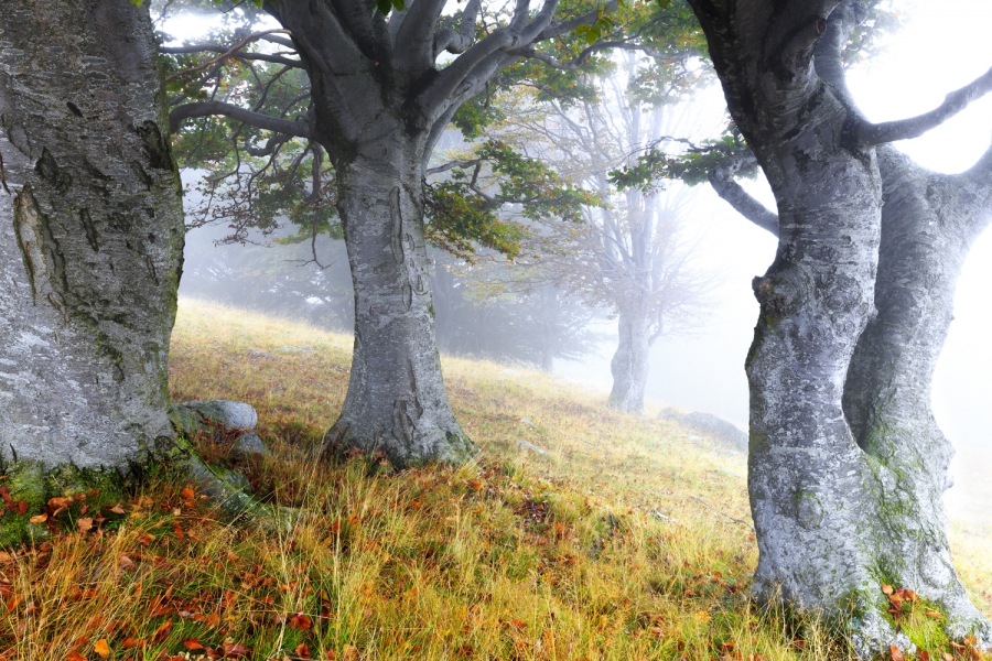 Nebbia tra gli alberi secolari, Monti del Lario